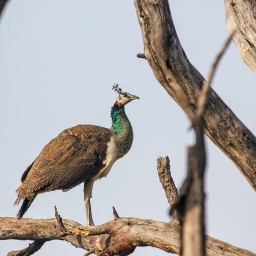 Peacock birdwatching