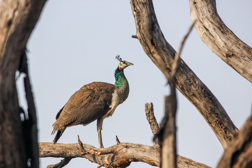 Peacock birdwatching