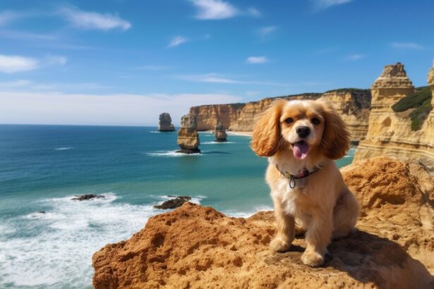 Pet travel documents for moving to Porto with a dog or cat
